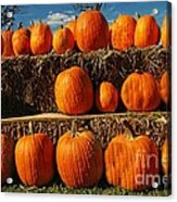 Rows Of Pumpkins Acrylic Print