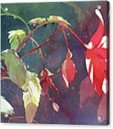 Ruby Begonia Acrylic Print