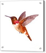 Rufous Hummingbird Acrylic Print