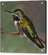 Rufous Hummingbird Acrylic Print