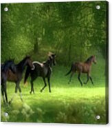 Running Horses Acrylic Print