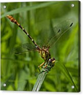 Russet-tipped Clubtail Dragonfly Din246 Acrylic Print