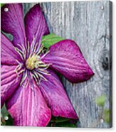 Rustic Clematis Acrylic Print