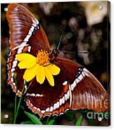 Rusty-tipped Page Butterfly Acrylic Print