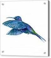 Sabrewing Hummingbird Acrylic Print