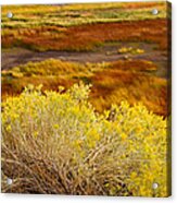 Sagebrush Acrylic Print