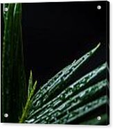 Sago Palm 2 Acrylic Print