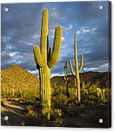 Saguaro Cacti In Desert Arizona Acrylic Print