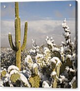 Saguaro Cactus In Snow Saguaro Np Acrylic Print