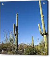 Saguaro Cactus Near Tucson Acrylic Print