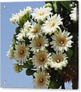 Saguaro Flower Cluster Acrylic Print