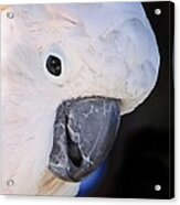 Salmon Crested Cockatoo Smiling Close Up Acrylic Print