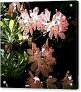 Salmon Rhodendron Acrylic Print