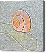 Salmon Snail Shell On Grey Treebark Acrylic Print