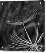 Salsify - Wildflower - Seed Acrylic Print