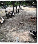 Sammy Helping Dogs Herd Goats Acrylic Print