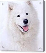 Samoyed Dog Portrait Acrylic Print