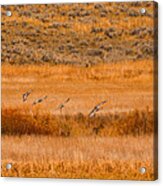 Sand Hill Cranes At Slough Creek Yellowstone Acrylic Print