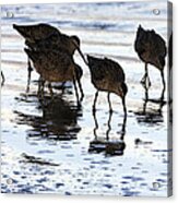 Sand Pipers Reflected Acrylic Print