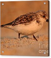 Sanderling Sunrise Acrylic Print