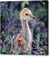 Sandhill Crane Grus Canandensis Acrylic Print