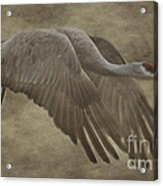 Sandhill Crane In Flight Acrylic Print