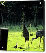 Sandhill Cranes And The First Chick Of Spring Acrylic Print