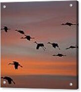 Sandhill Cranes Landing At Sunset Acrylic Print