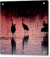Sandhill Cranes - Bosque Del Apache - New Mexico Acrylic Print