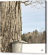 Sap Bucket On Maple Tree Acrylic Print