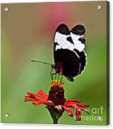 Sapho Longwing Red Oriented Acrylic Print