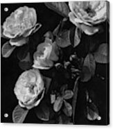 Sarah Van Fleet Variety Of Roses Acrylic Print