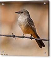 Say's Phoebe On A Barbed Wire Acrylic Print