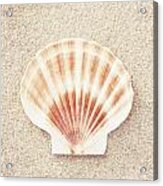Scallop Shell - Beach Seashell Photography Acrylic Print