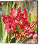 Scarlet Beauty 1 Acrylic Print