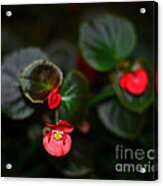 Scarlet Begonias Acrylic Print