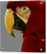 Scarlet Macaw Acrylic Print