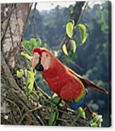 Scarlet Macaw In Rainforest Canopy Acrylic Print