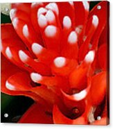 Scarlet Star Acrylic Print