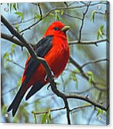 Scarlet Tanager In The Forest Acrylic Print