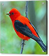 Scarlet Tanager Acrylic Print