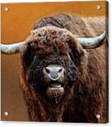 Scottish Highland Cattle Acrylic Print