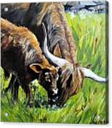 Scottish Highlands Cattle Acrylic Print