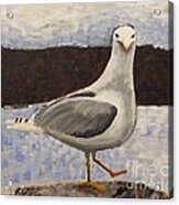 Scottish Seagull Acrylic Print