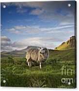 Scottish Sheep Acrylic Print