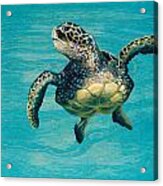 Scotty's Turtle Acrylic Print