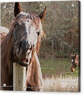 Scratching That Springtime Itch Acrylic Print