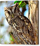 Screech Owl Acrylic Print