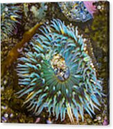 Sea Anemone In Laguna Beach Acrylic Print