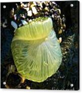 Sea Anemone With Beautiful Jelly Acrylic Print